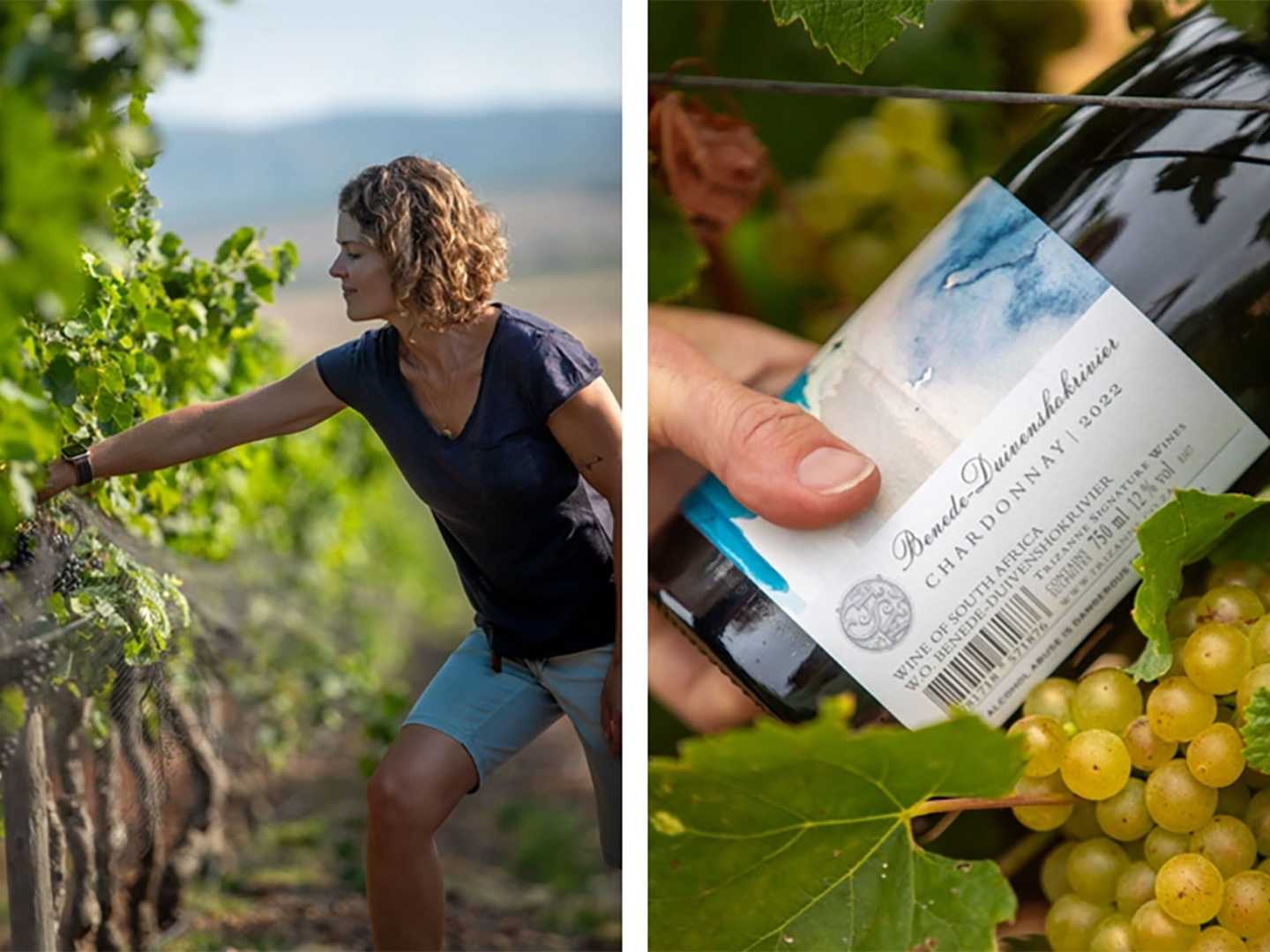 Trizanne Benede-Duivenhoksrivier Chardonnay