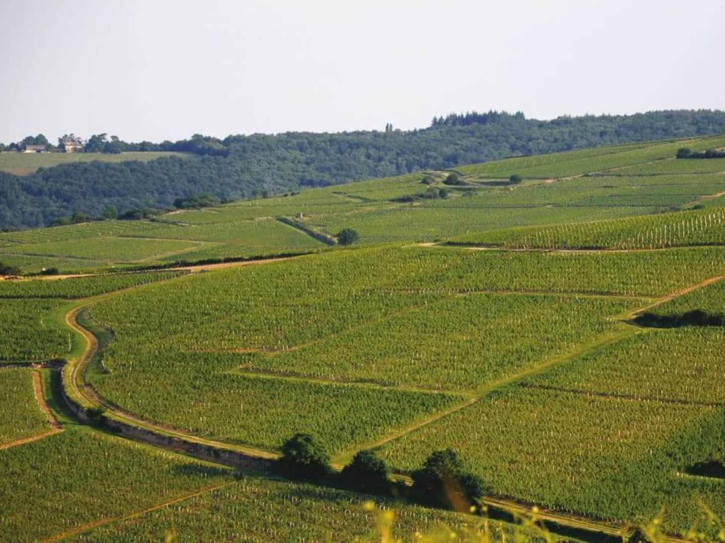 Vignerons des Terres Secrètes