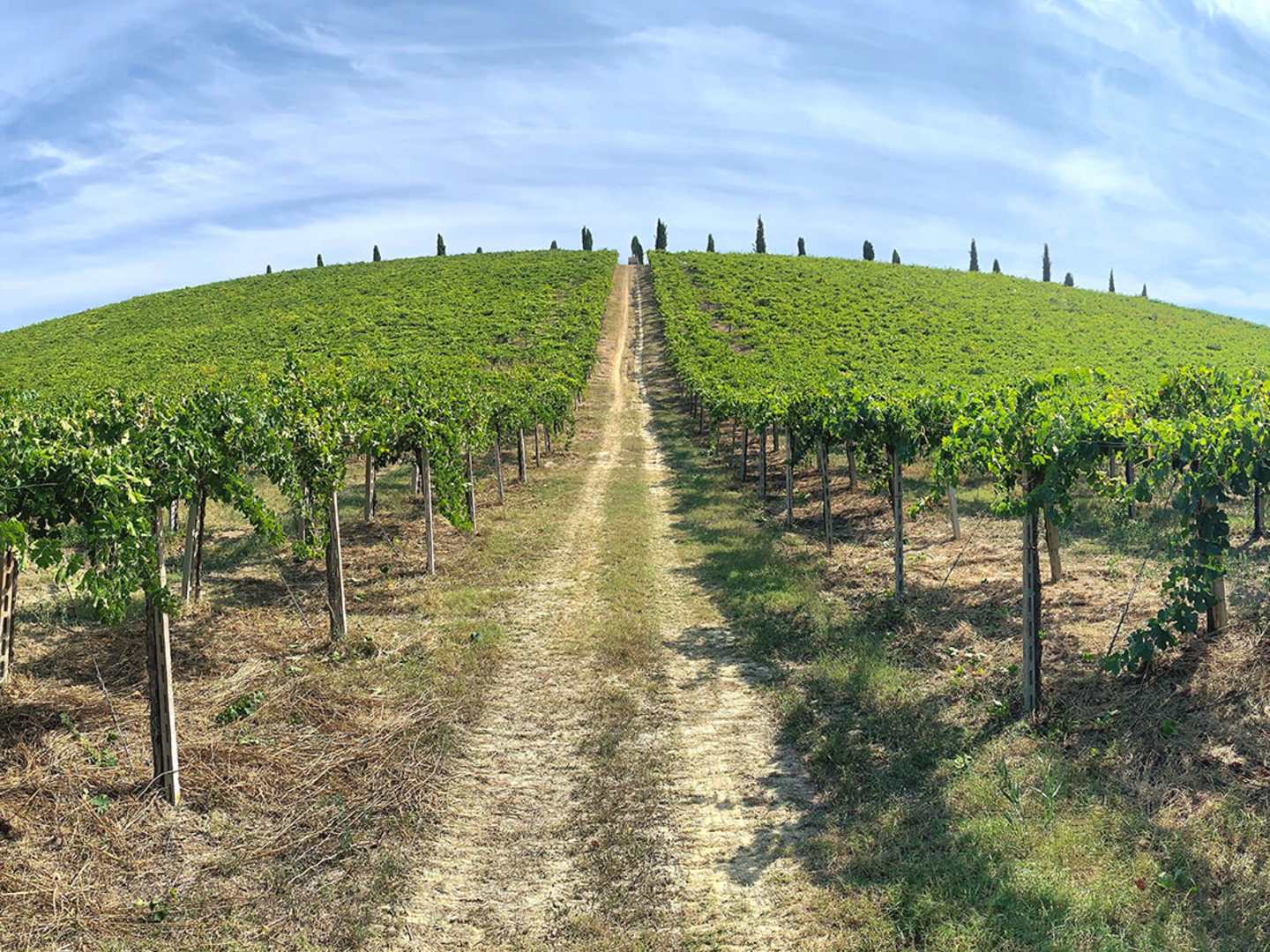 Vingård i Abruzzo hos Valle Reale