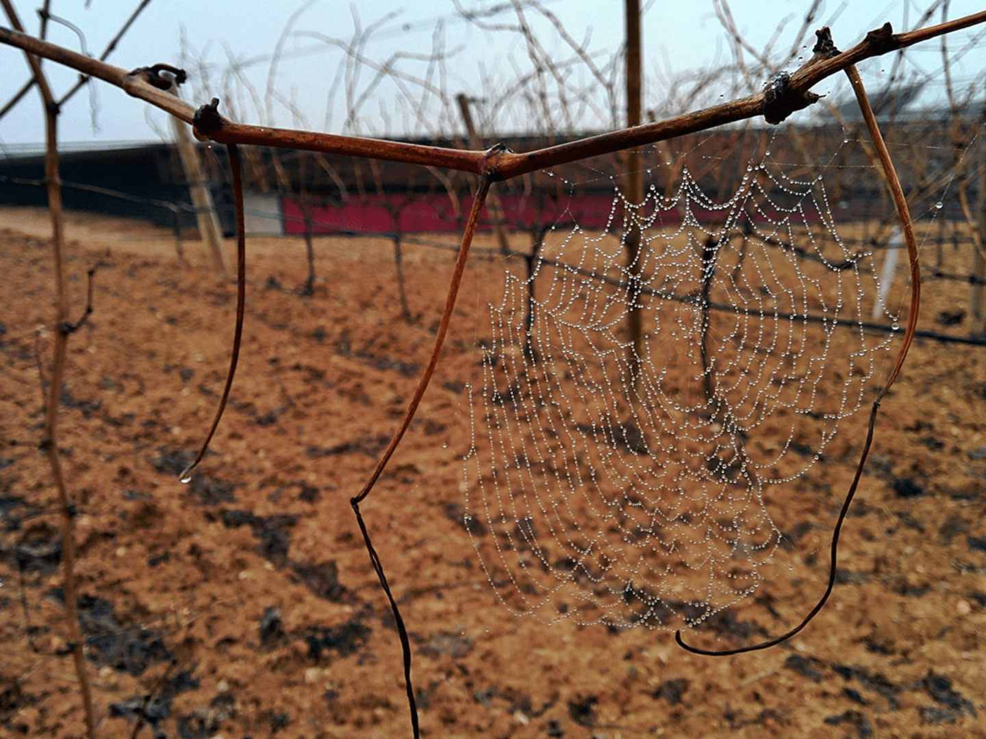 Vinranka med spindelnät i Ribera del Duero