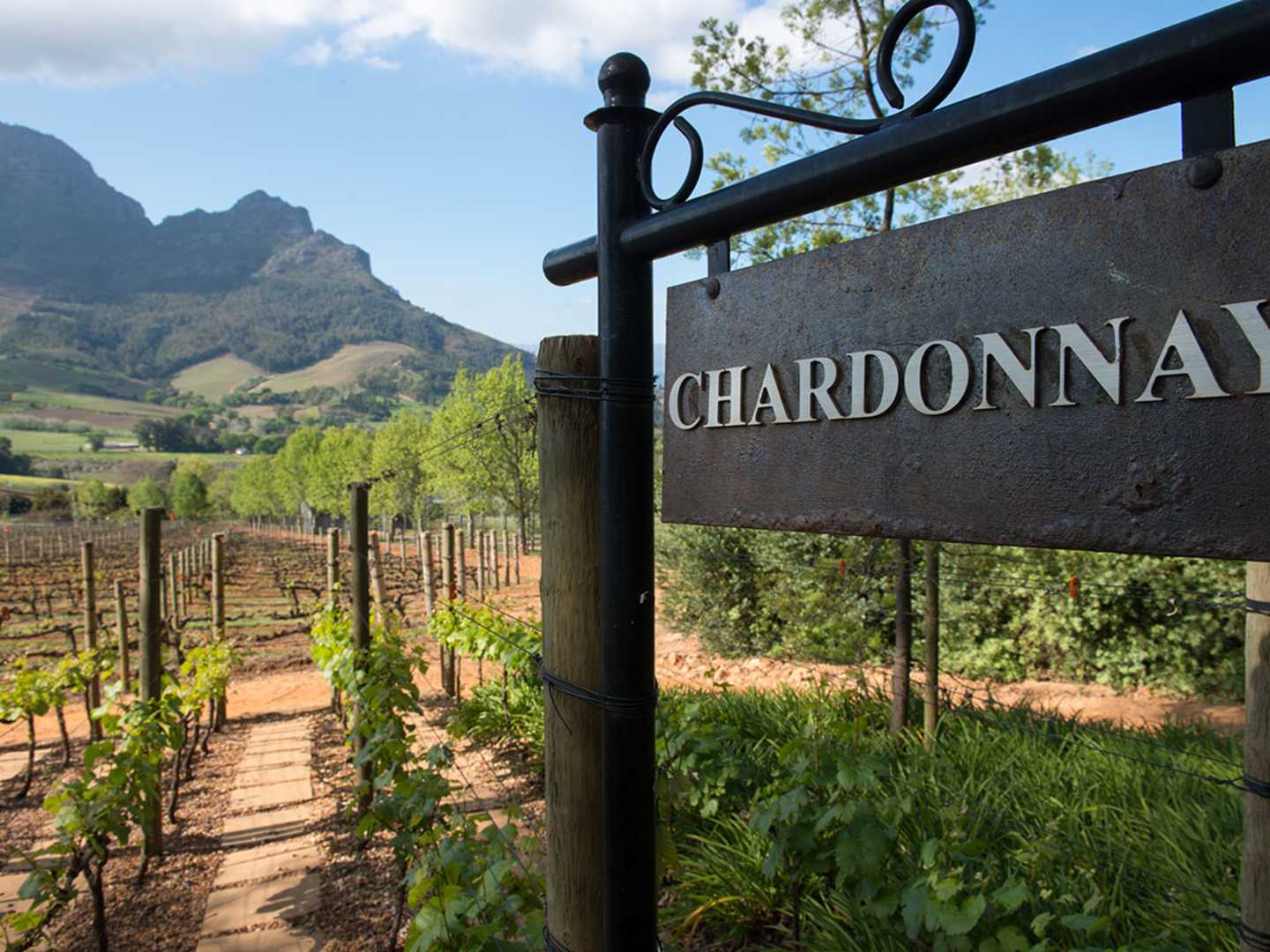 Chardonnay, odling på vingård.