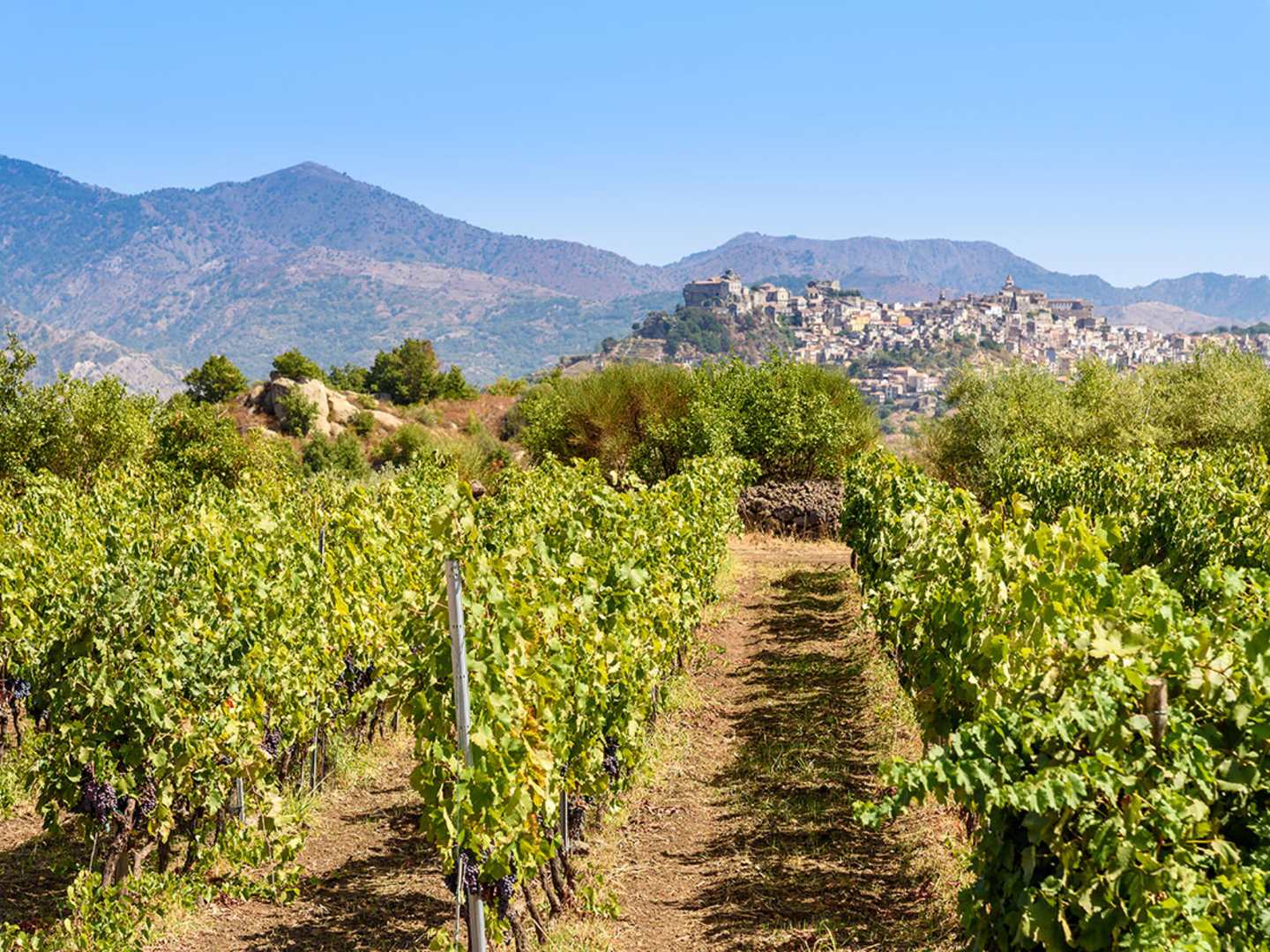 Vingård på Sicilien