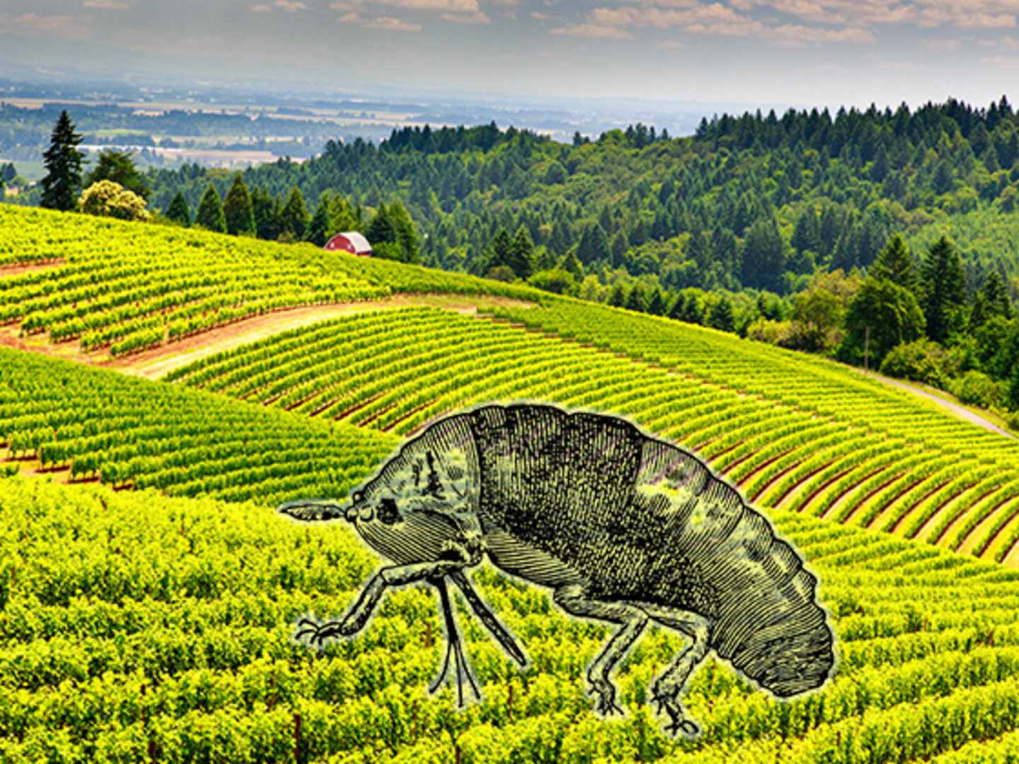 Vinlus - Phylloxera Vastatrix - på vinodling.