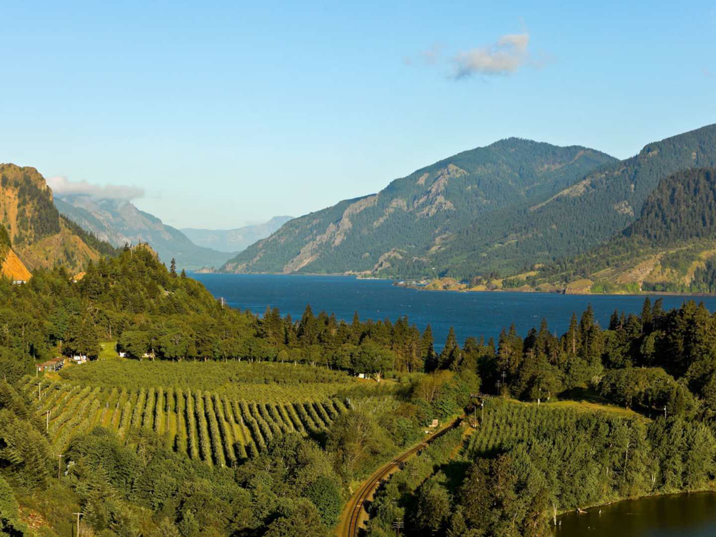 Vinodling i Washington state.