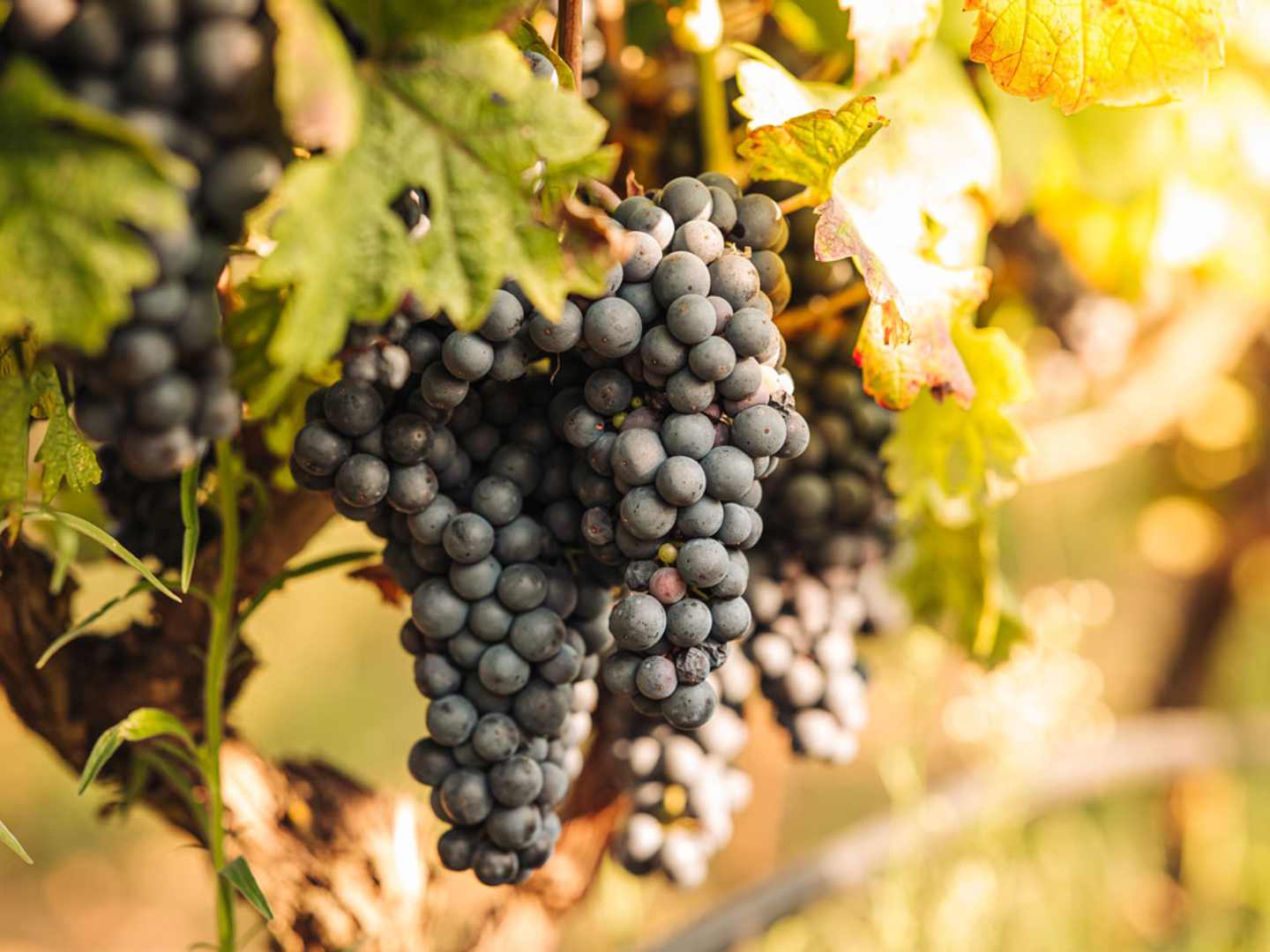 Zinfandel - eller primitivo.