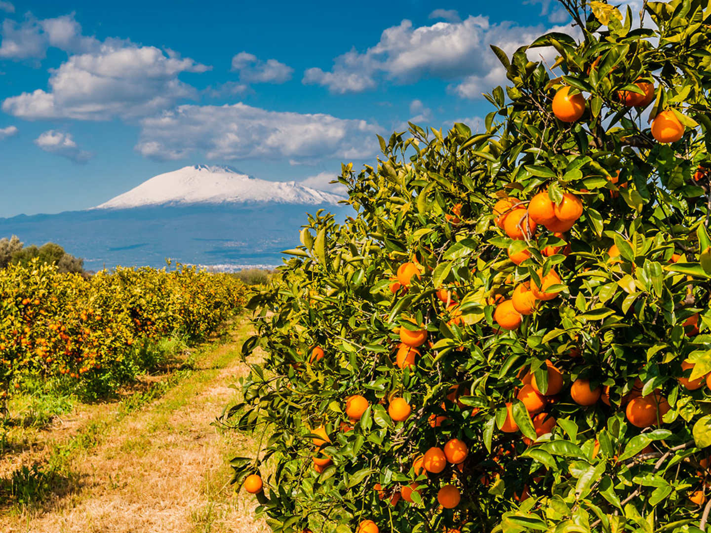 Sicilien med Etna och apelsinodling