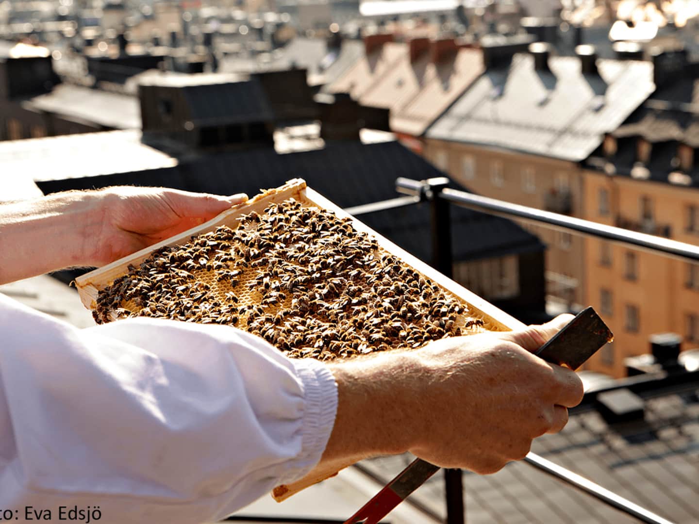 Biodling på taket hos Bee Urban