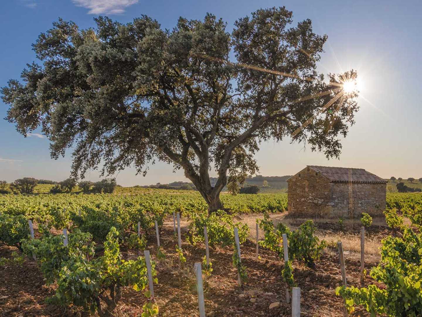 Vinodling i Châteauneuf-du-Pape