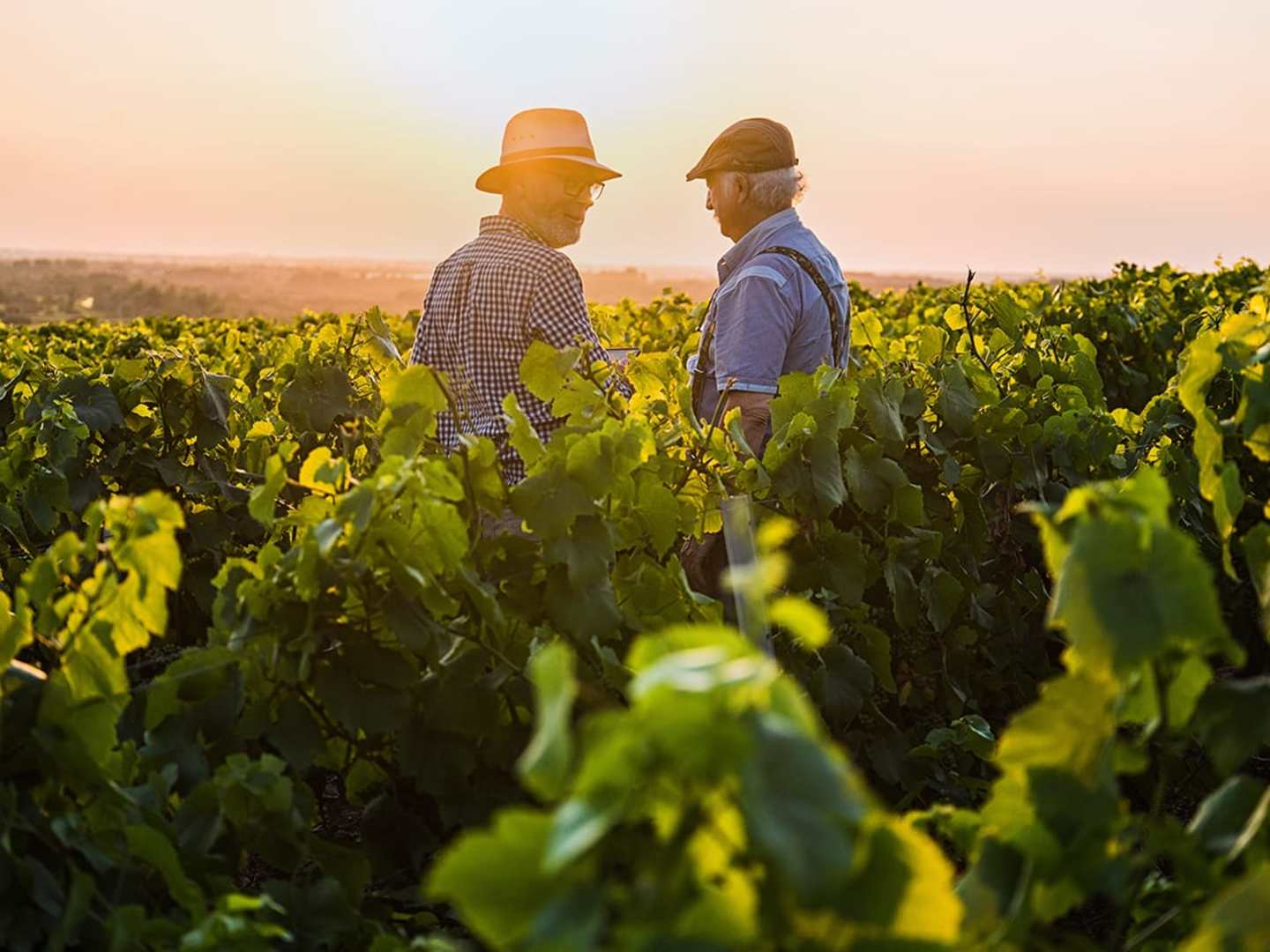 Vinodlare bland vinrankor