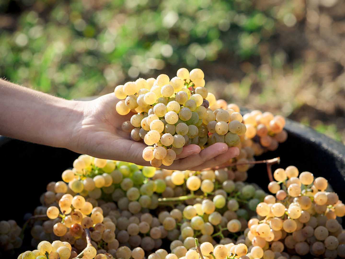 Druvklase alvarinho i en hand 