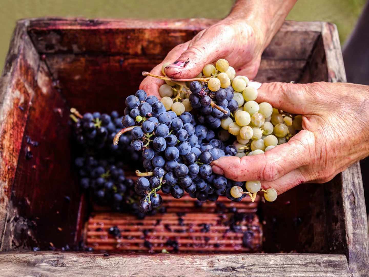gröna och blåa druvor i hand