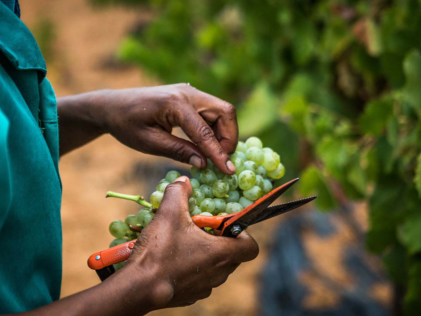 Skörd av Chenin Blanc hos Nederburg i Sydafrika