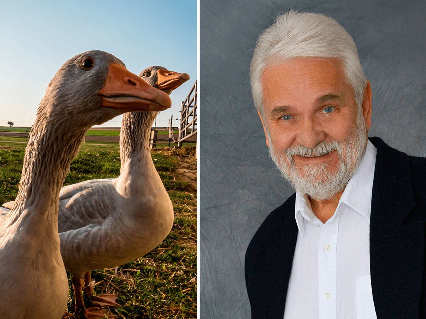 Hasse Anderssons tips till Mårten Gås