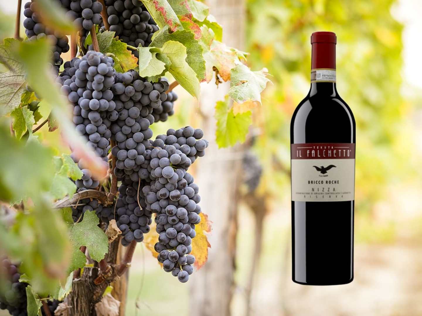 Il Falchetto Nizza Reserva Bricco Roche