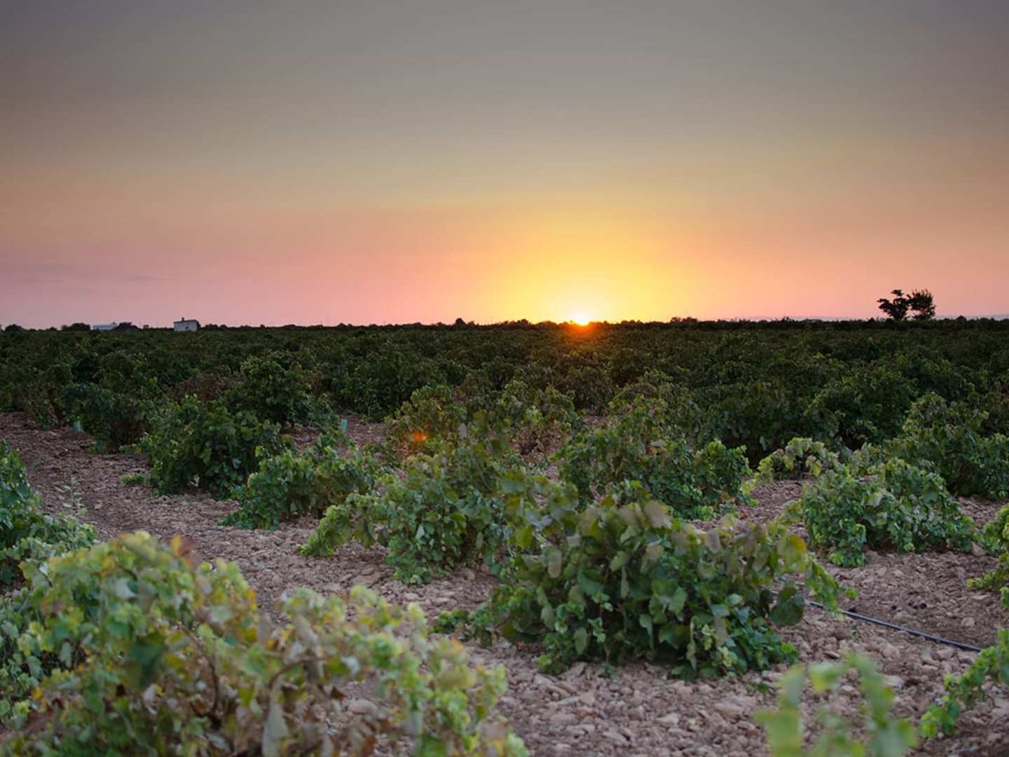 Valdepeñas i solnedgång