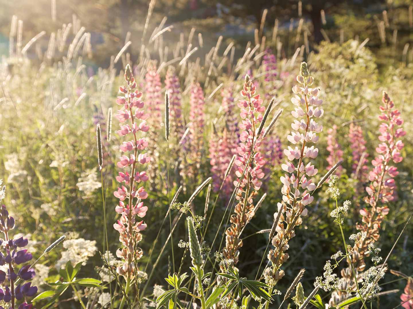 Lupiner på sommaräng - Naturens läkeväxter
