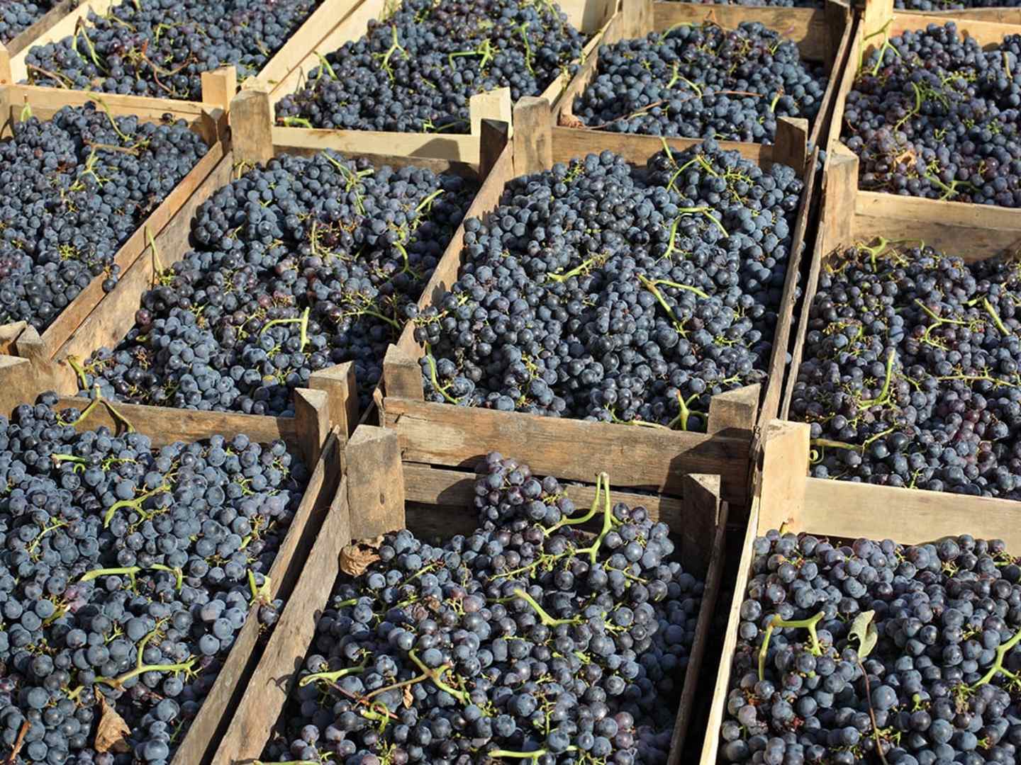 merlotdruvor i trälådor