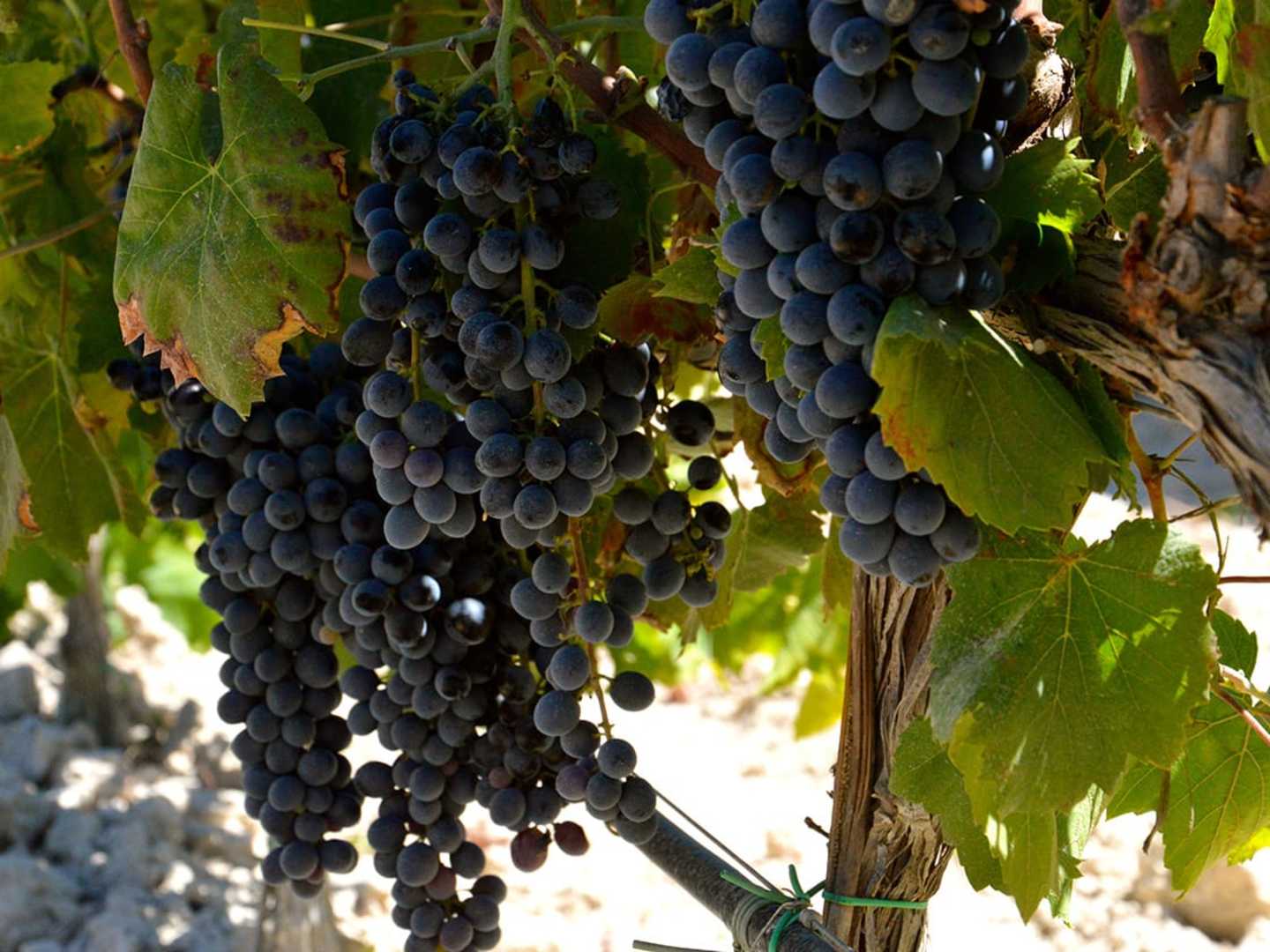 Druvklasar av Nero d'Avola