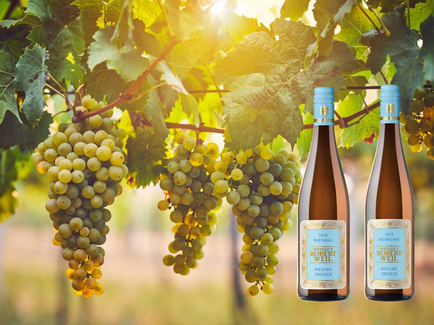 Gröna druvor och två flaskor Weingut Robert Weil 