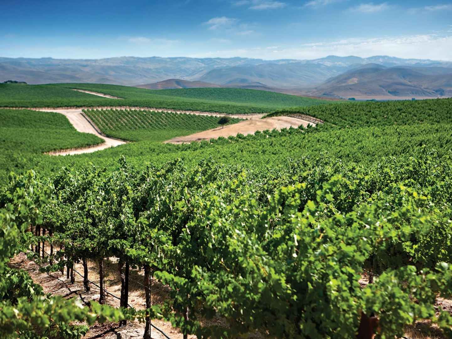 Vinrankor hos Robert Mondavi