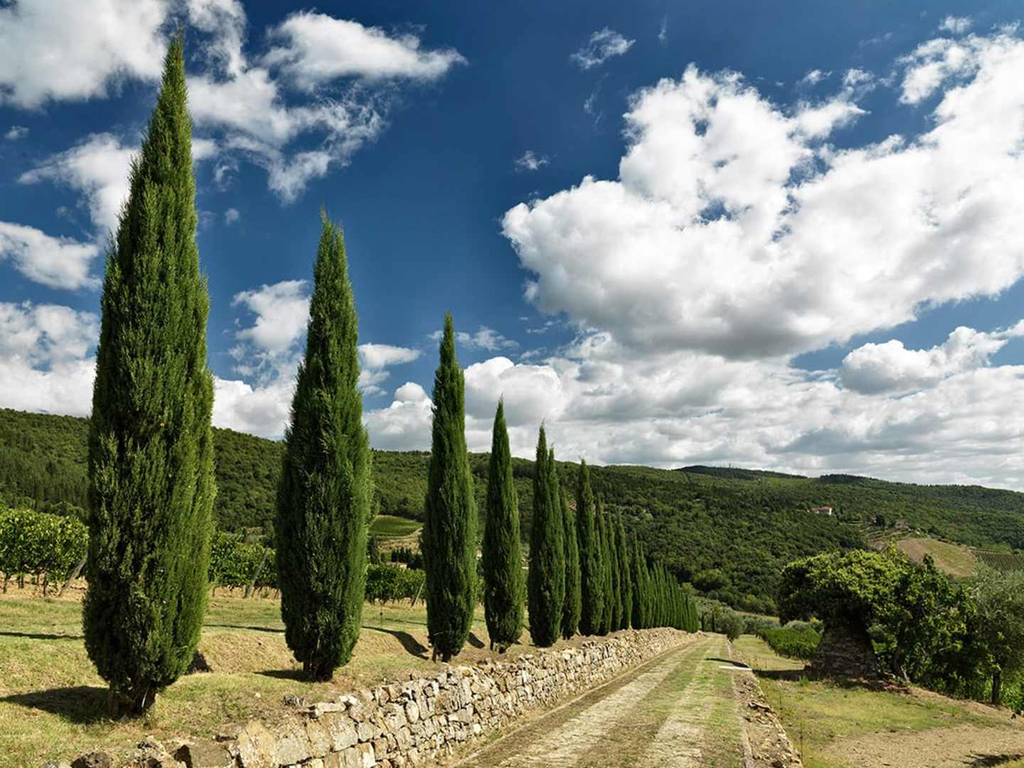 Santedame vingård i Chianti Classico