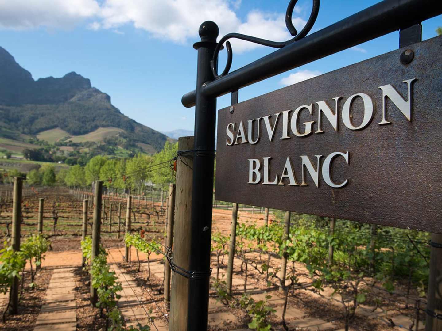 Skylt med texten Sauvignon Blanc vid vinodling.