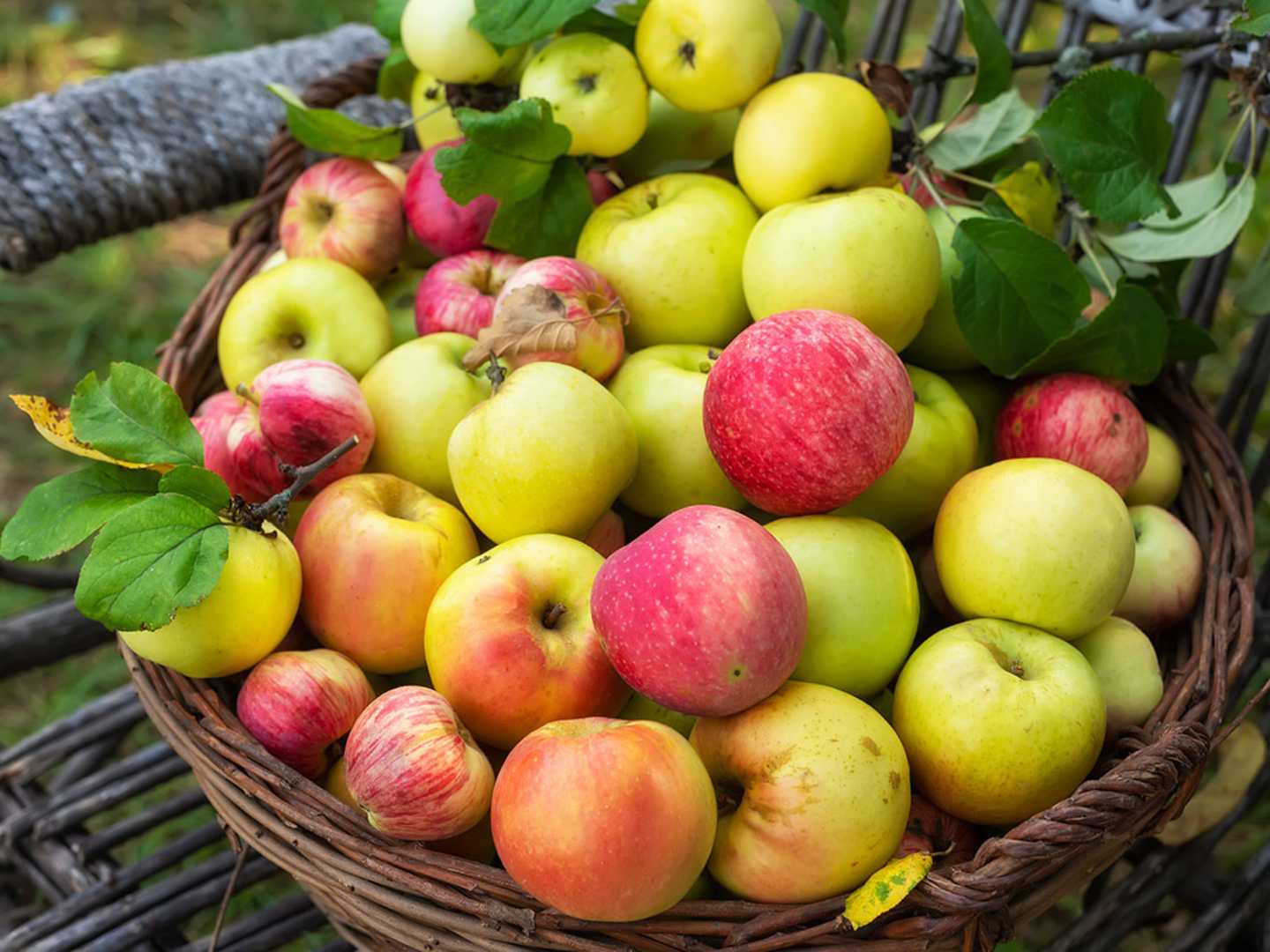 Olika sorter av äpple