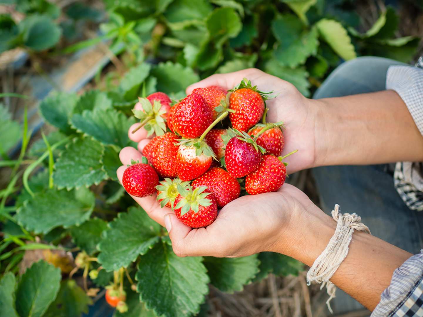 Jordgubbar i händer