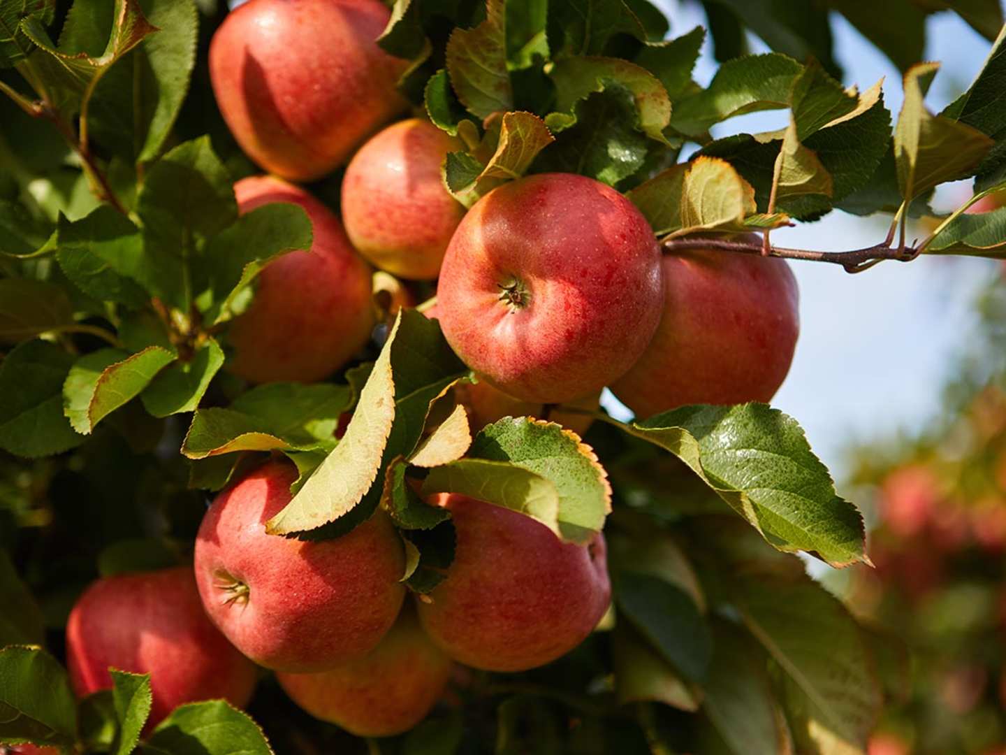 Hitta ditt musteri för höstens äpplen