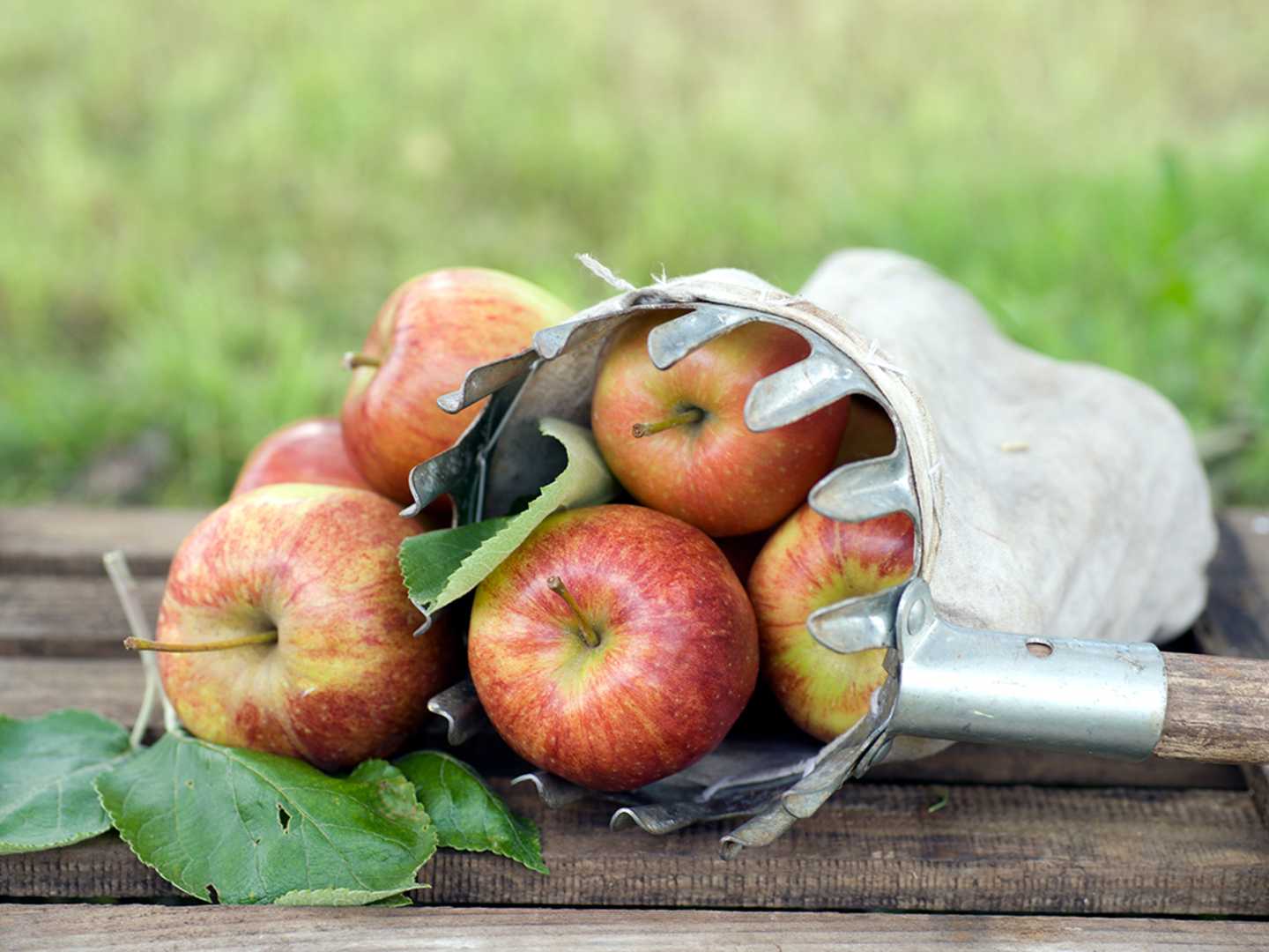 Äpplen i en äppelplockare med tygpåse