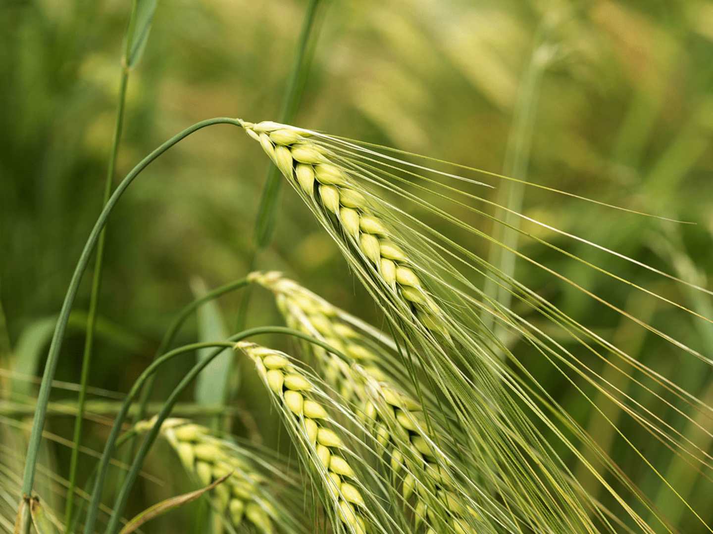 Korn, en viktig ingrediens i whisky