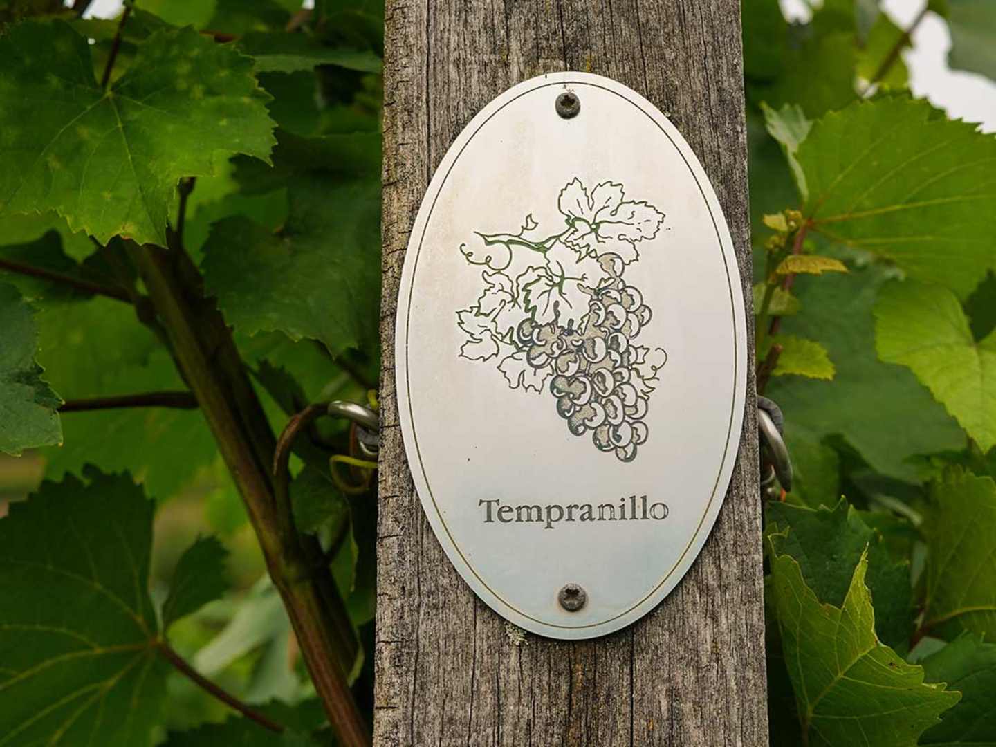 En skylt med ordet Tempranillo på en vingård.