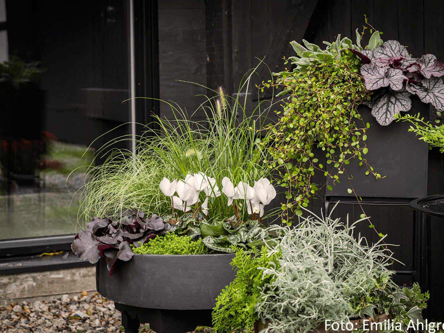 Sensommarblommor i krukor