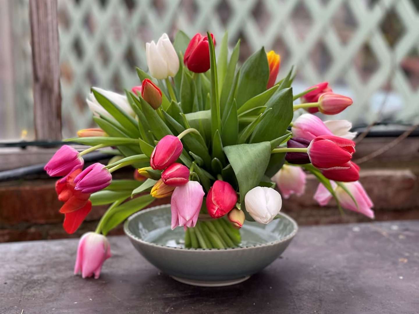 rosa och vita tulpaner i fakir