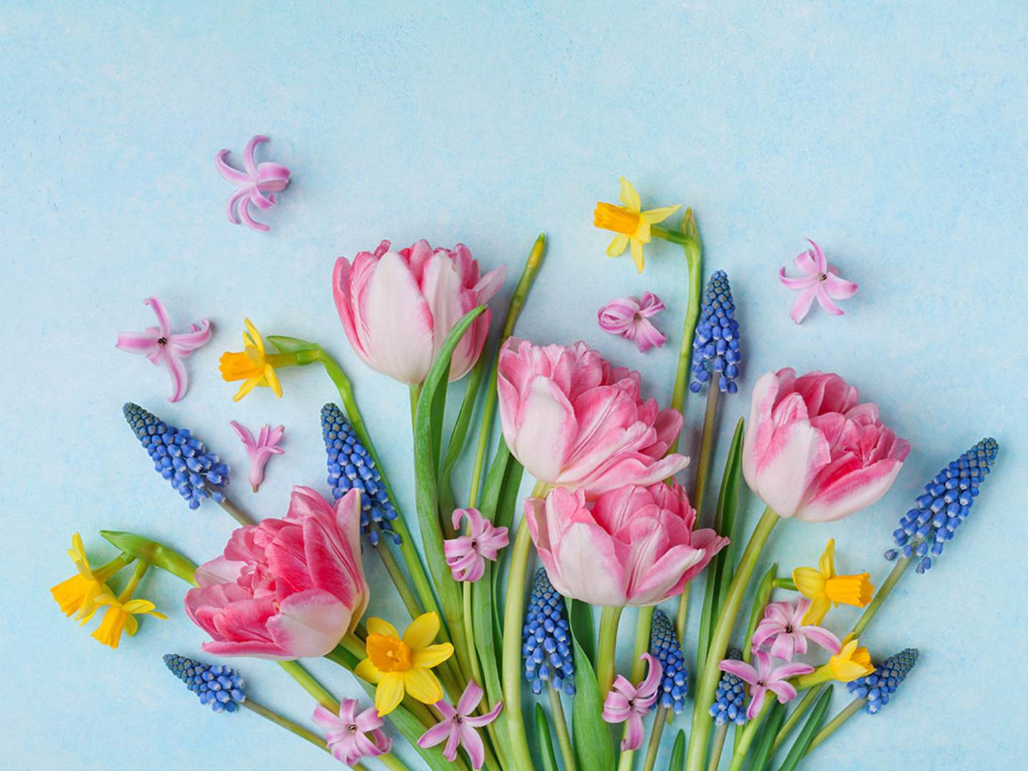 Narcisser, pärlhyacinter och tulpaner - ett säkert vårtecken