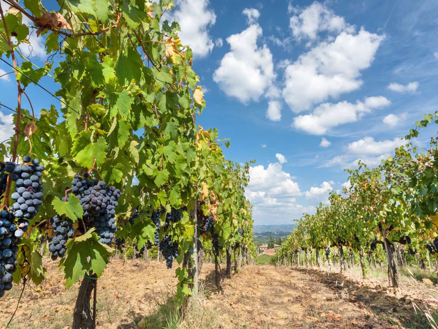 Vinrankor på en vingård