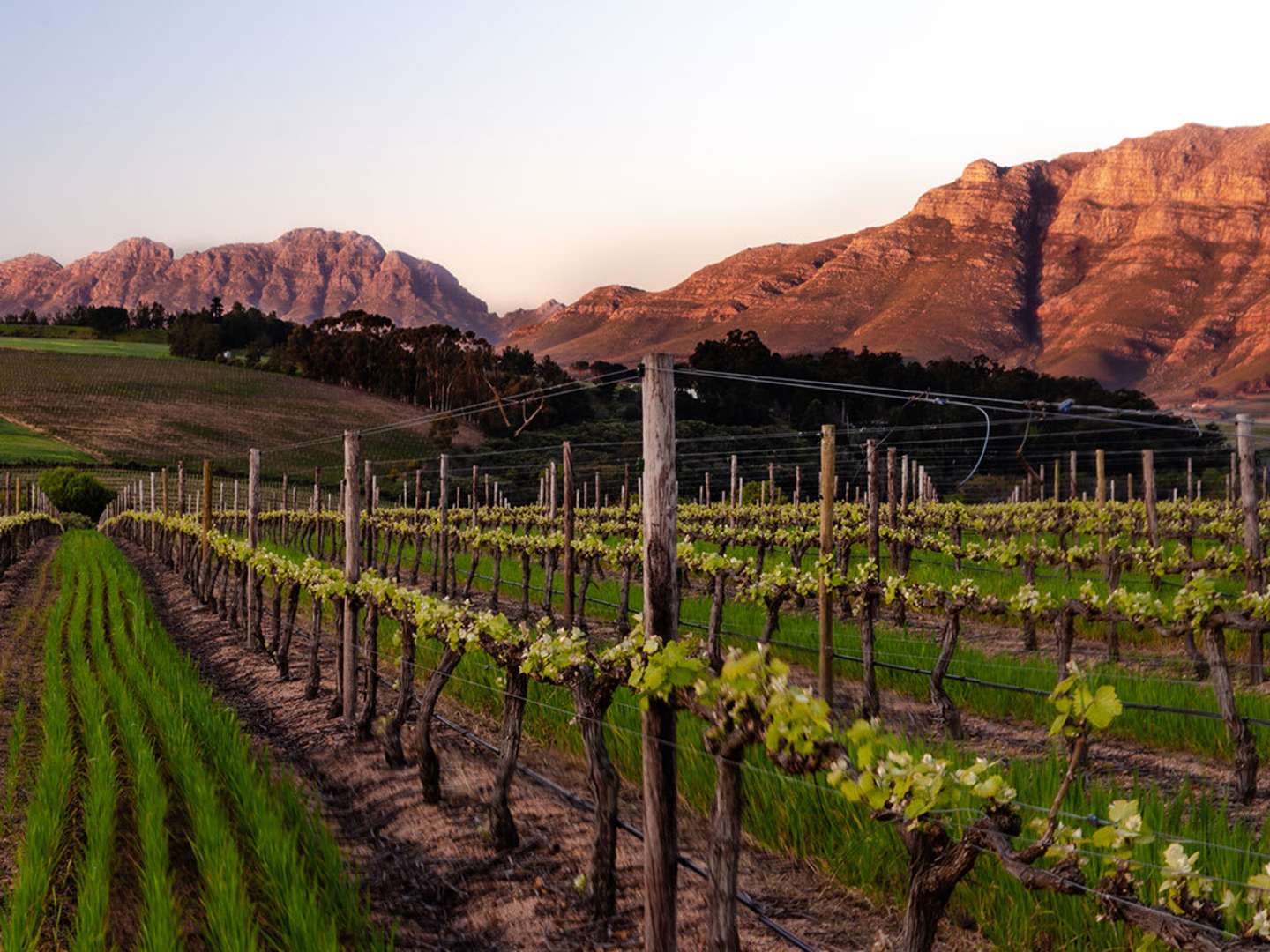Stellenbosch vinregion i Sydafrika
