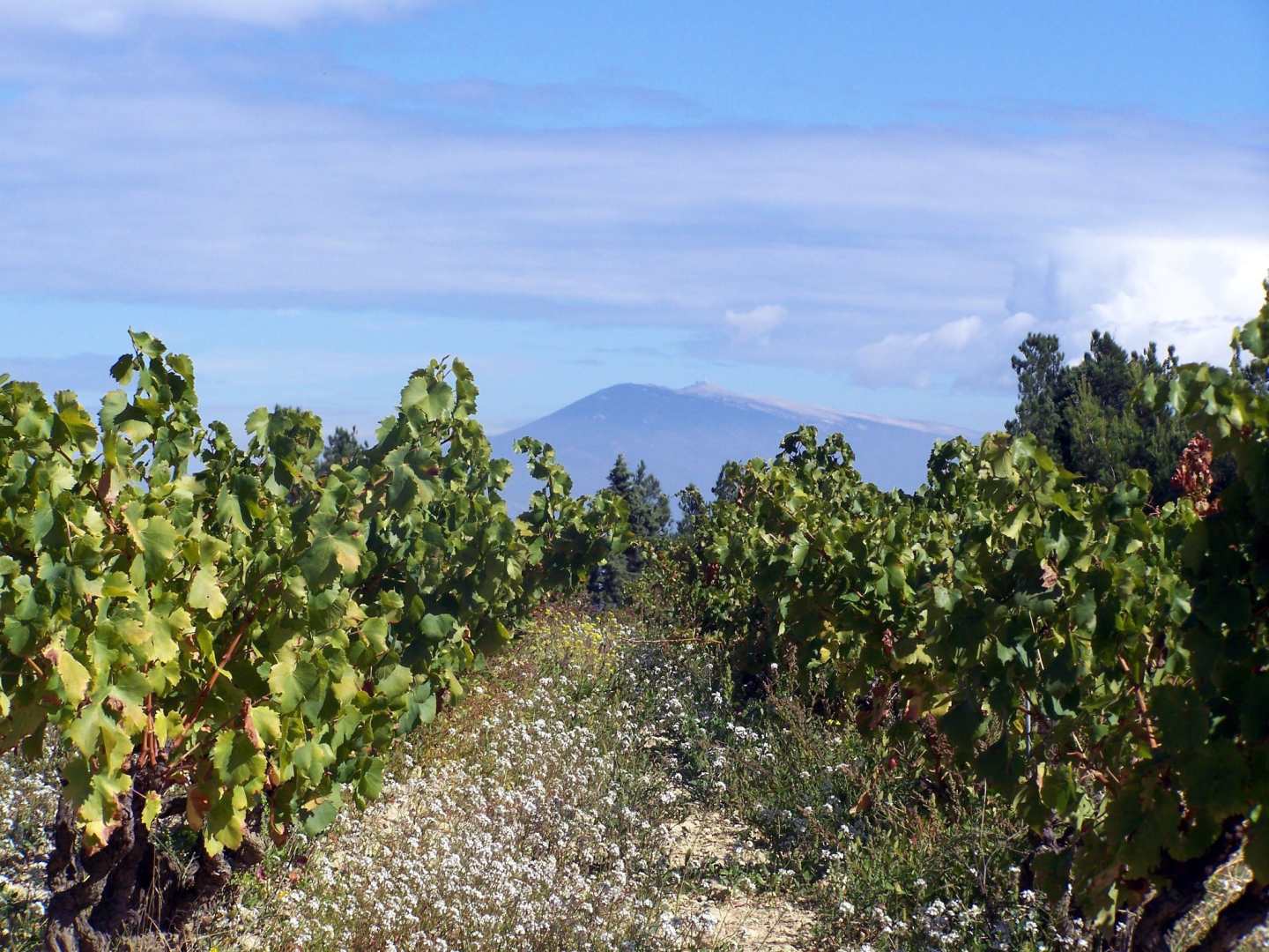 Domaine de Cristia vingård