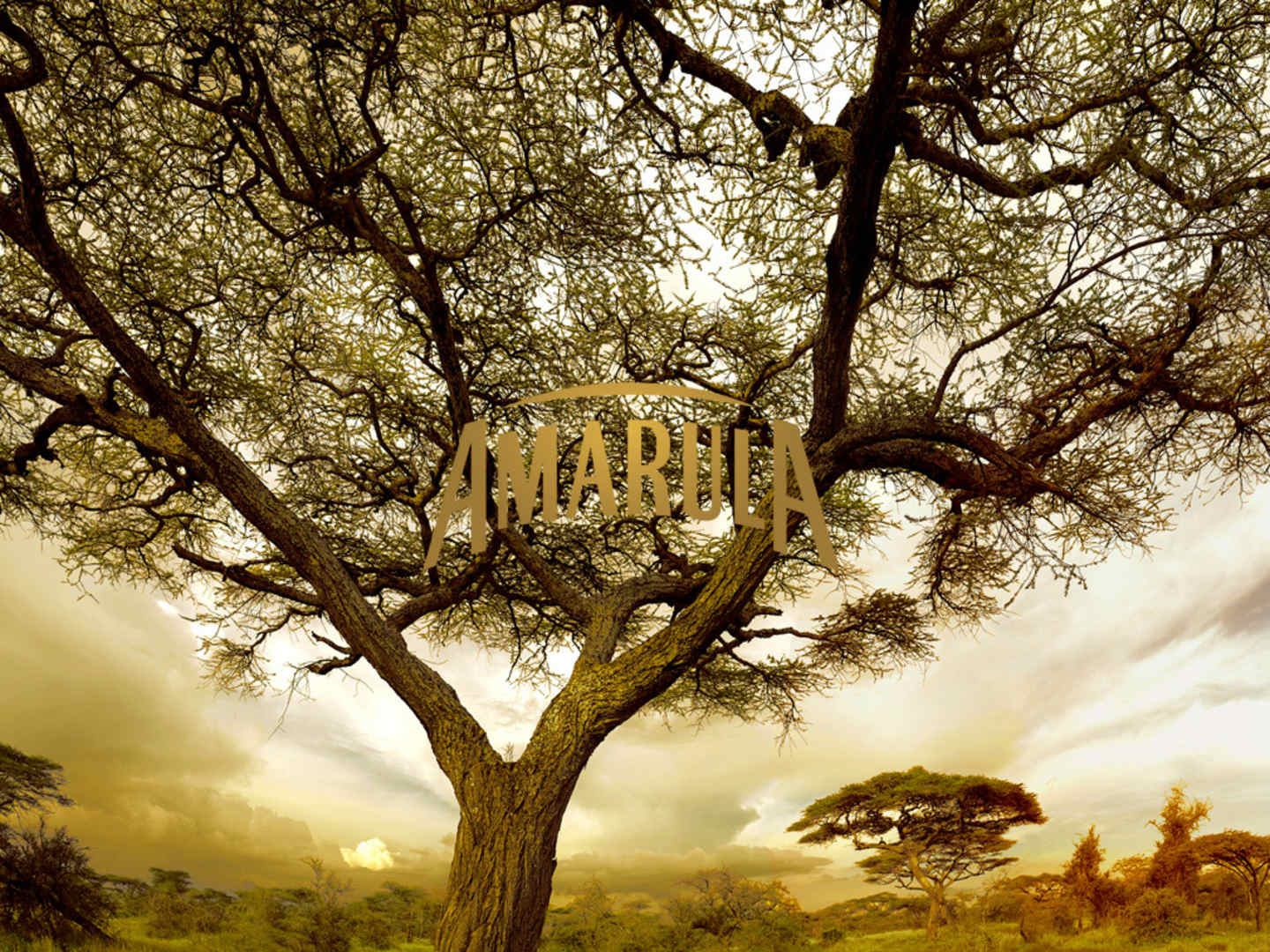 Amarula - hero-kuva logolla