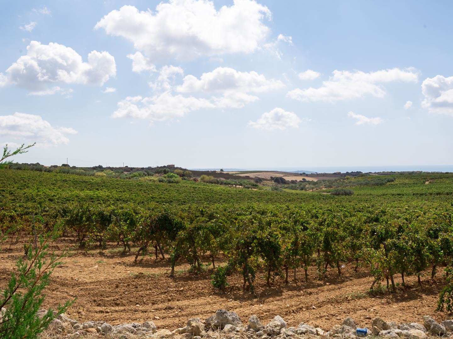 Cantine Settesoli -viinitila