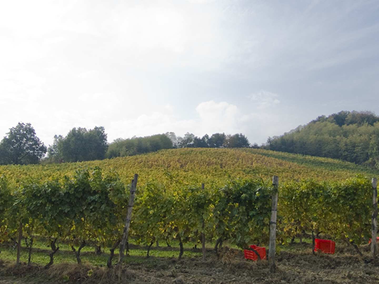 Fratelli Martini -viinitila