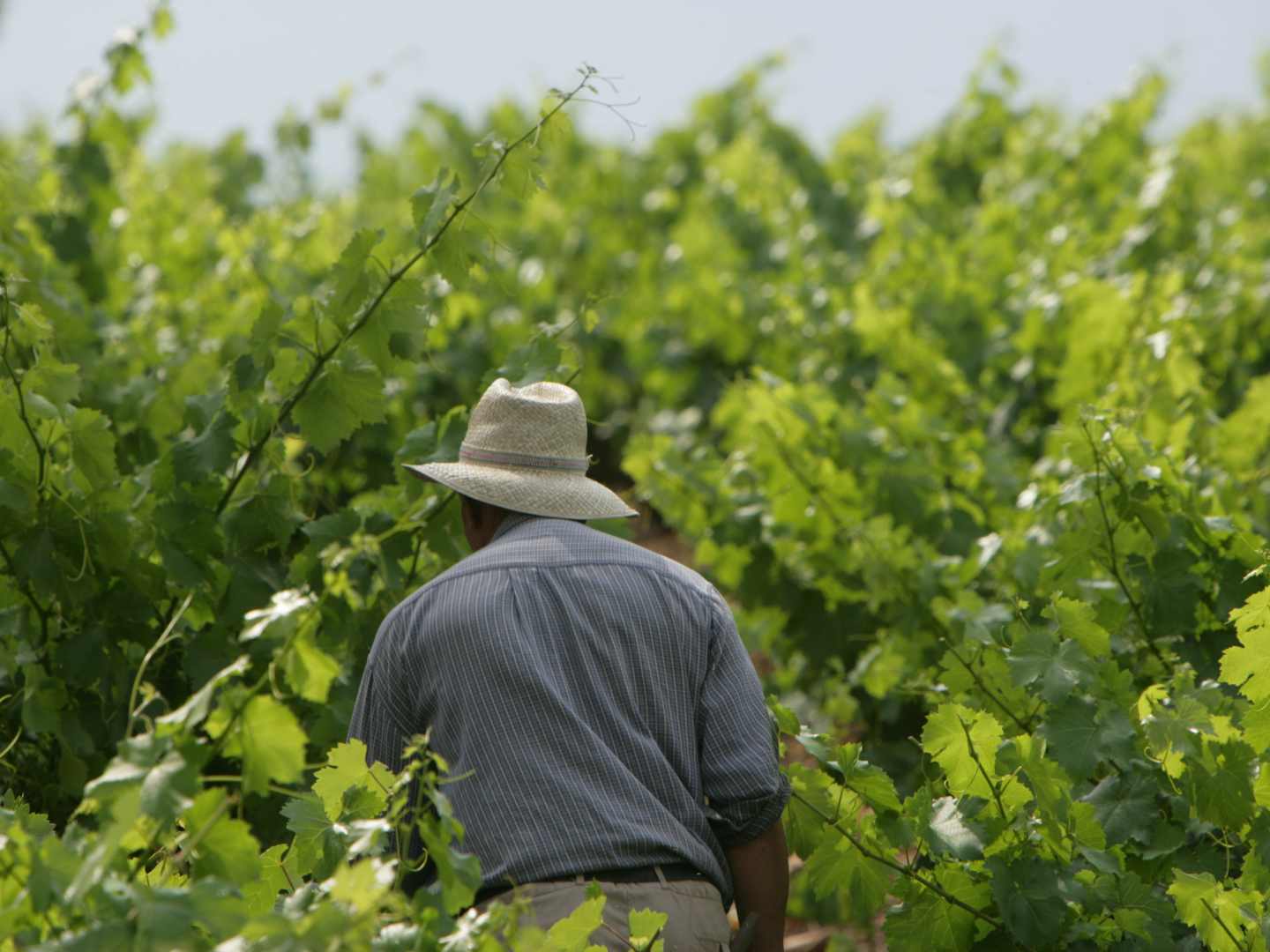 Martin Codax -viinitila