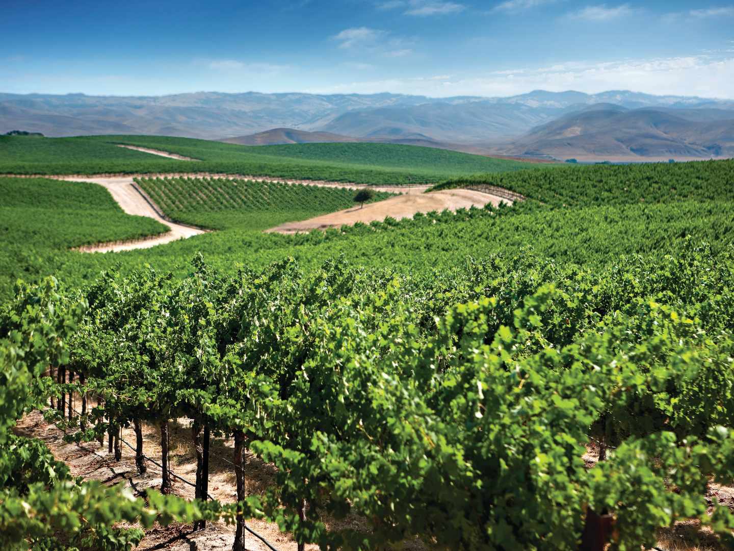 Robert Mondavi Private Selection vingård