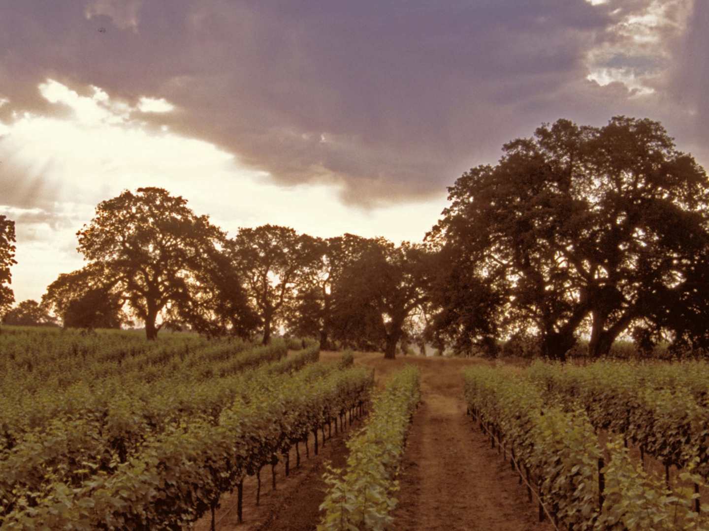 Robert Mondavi -viinitila