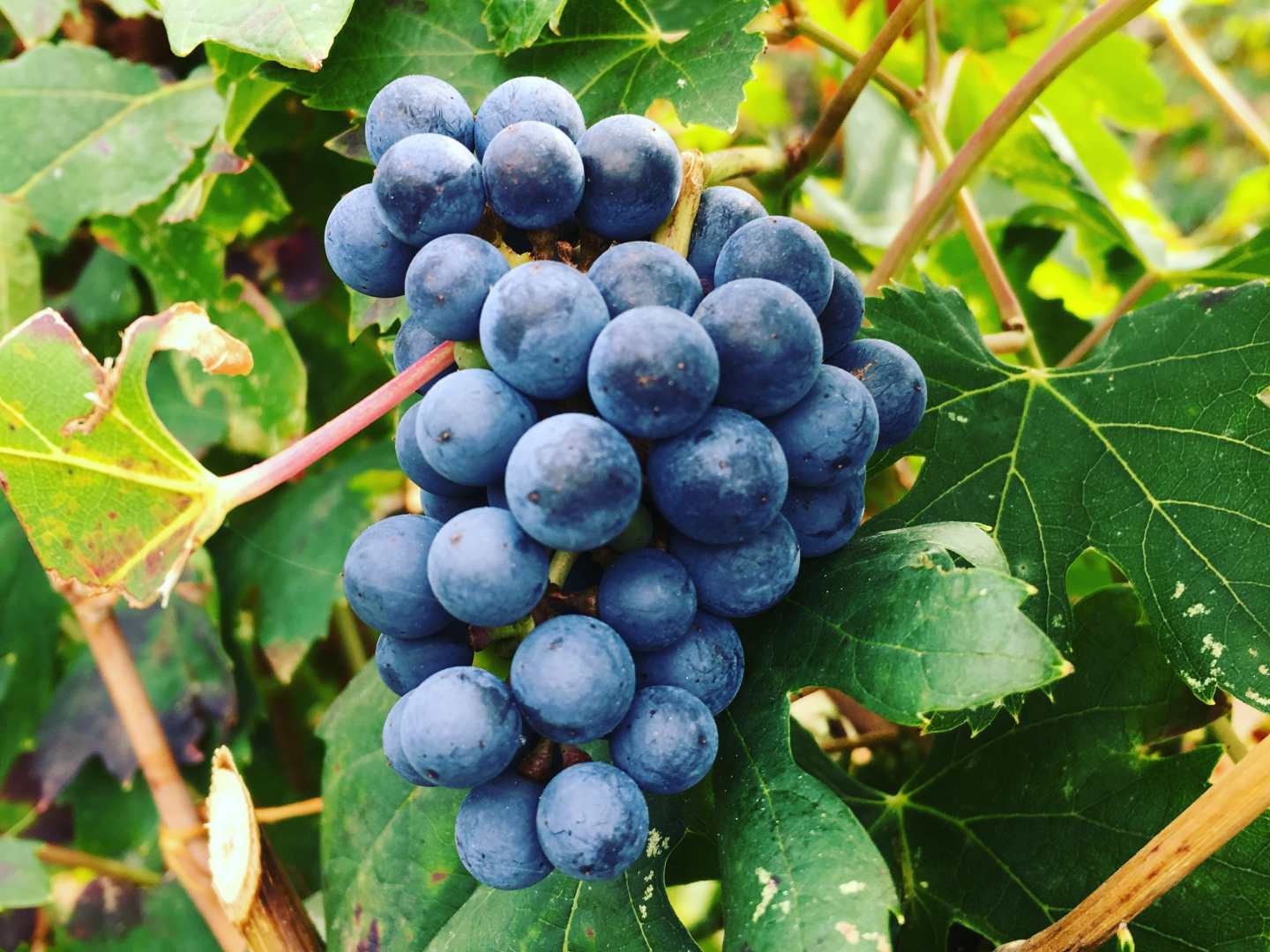 Terre Cevico rypäleitä