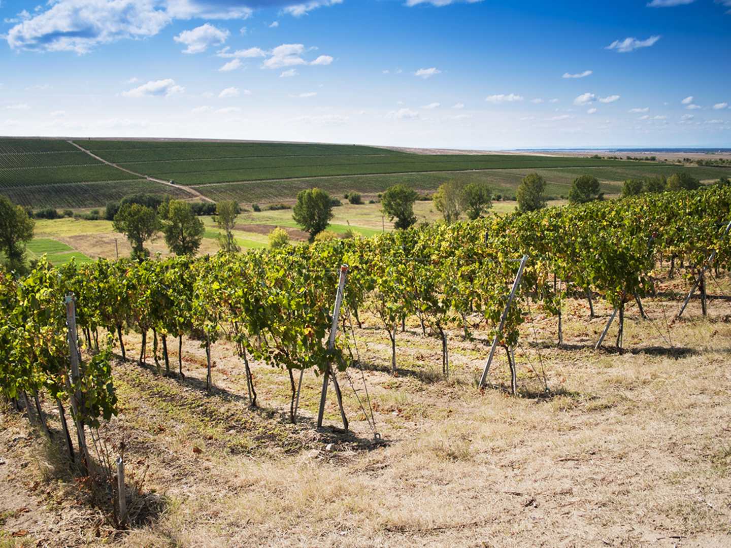 Vingård i Rumänien