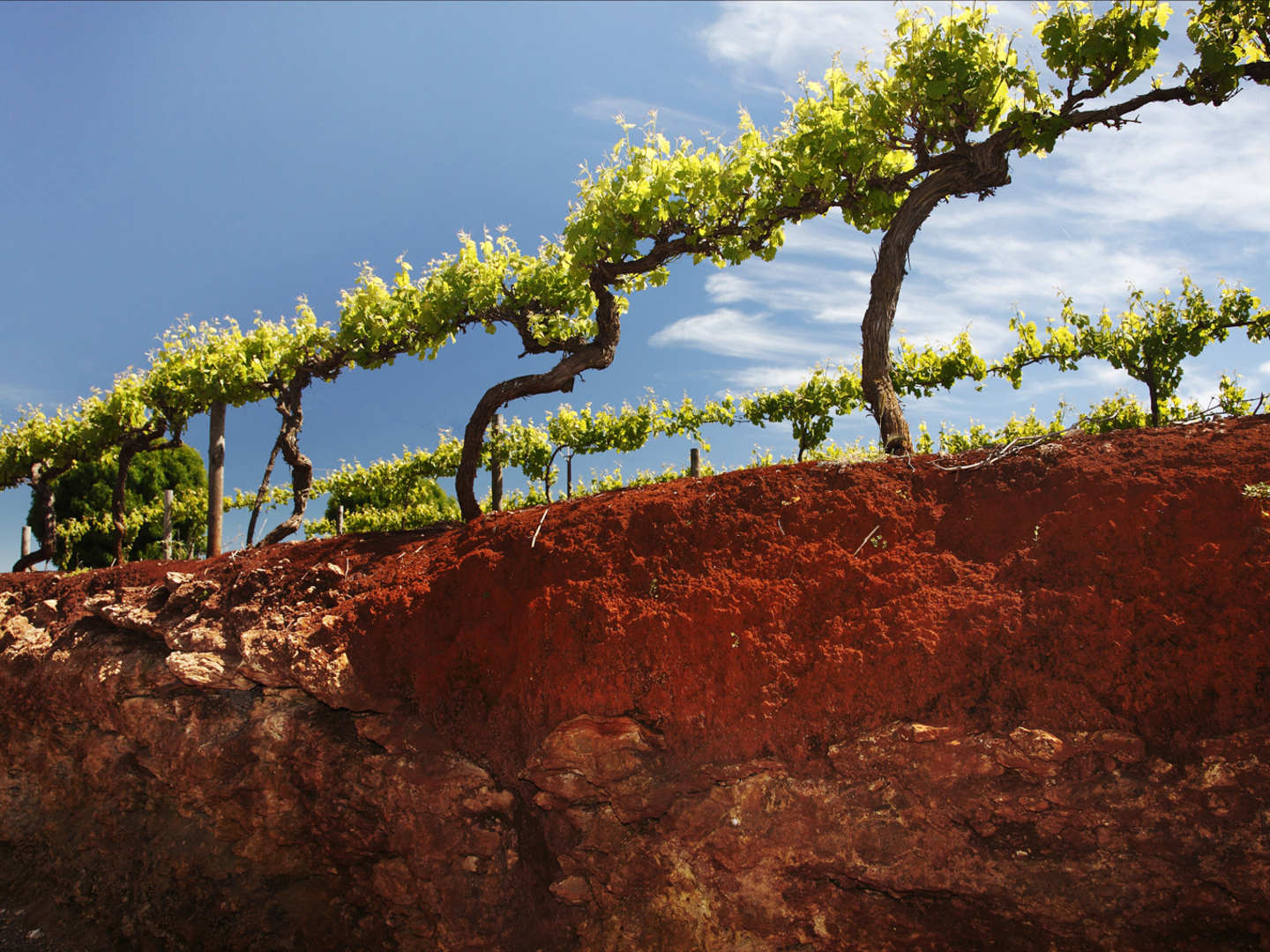 Wolf Blass terre rossa -maaperää