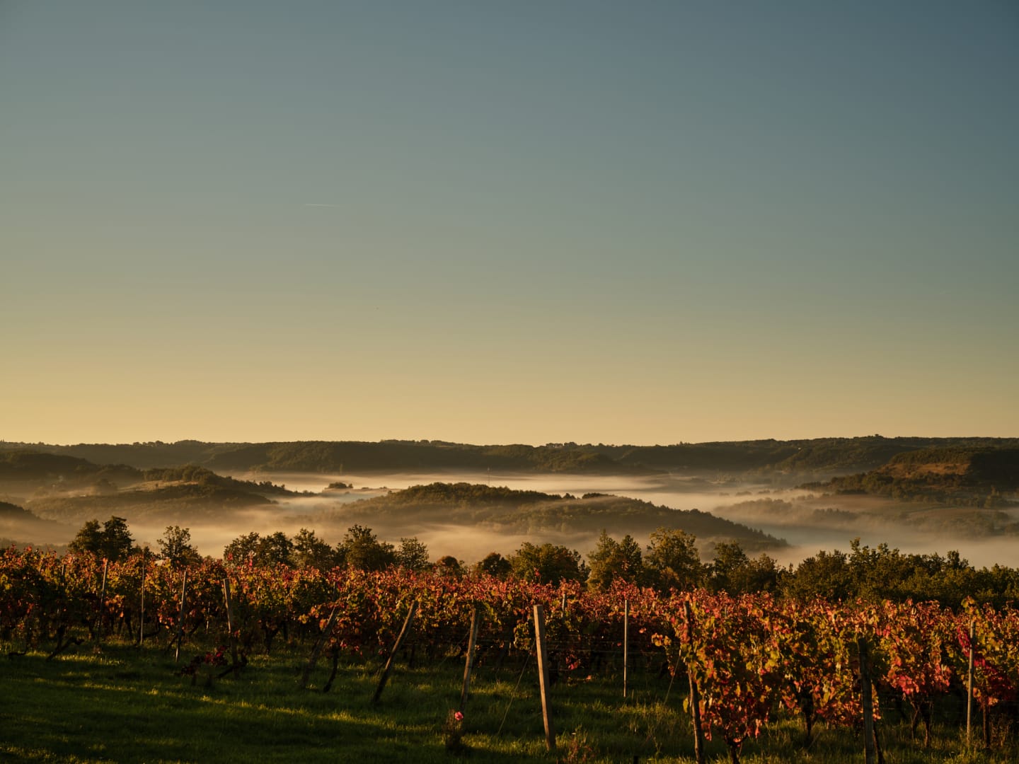 Rigalin viinitarhat Ranskassa