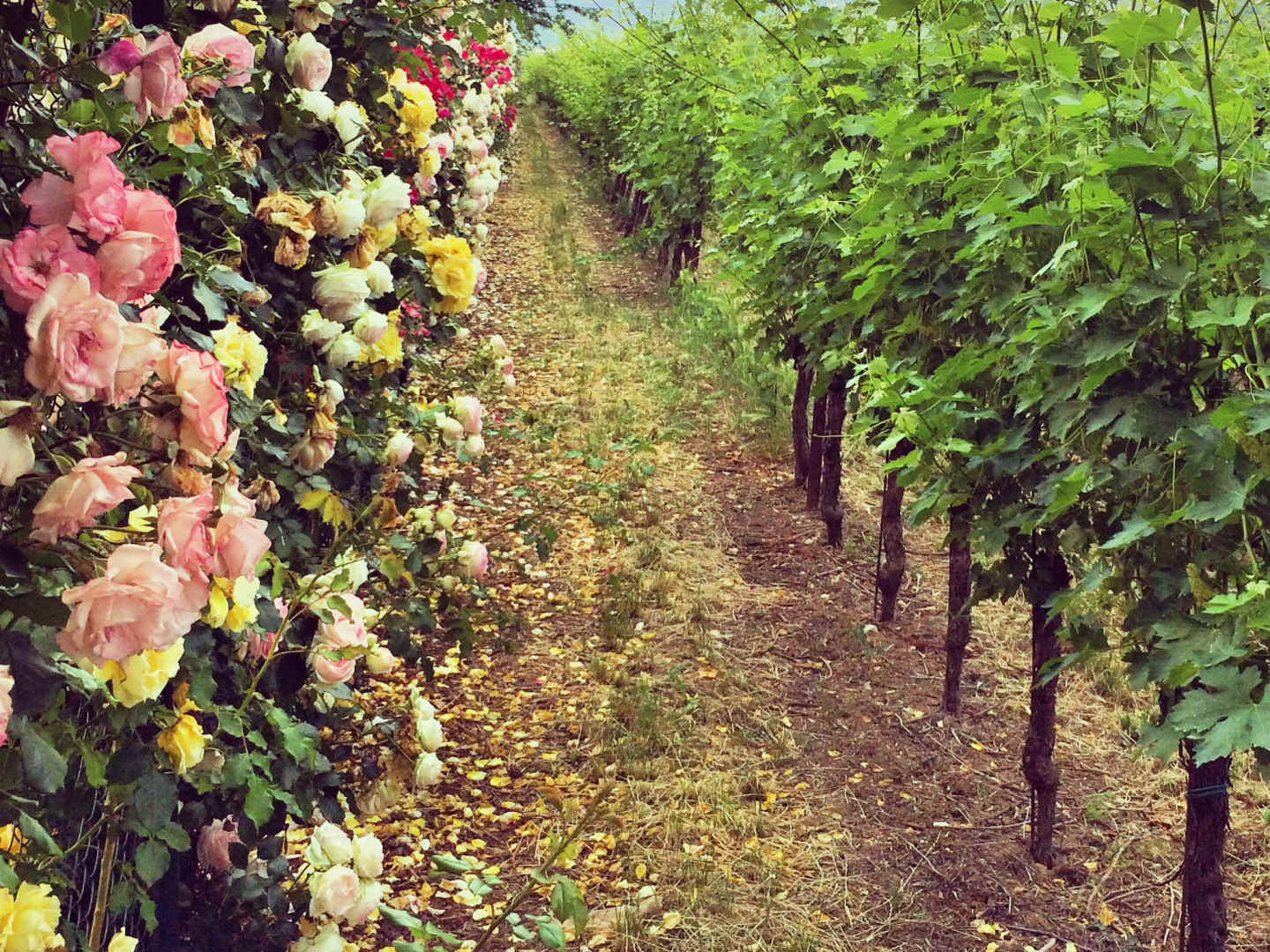 Lähde Veneton viinialueelle ja rakkauden Veronaan