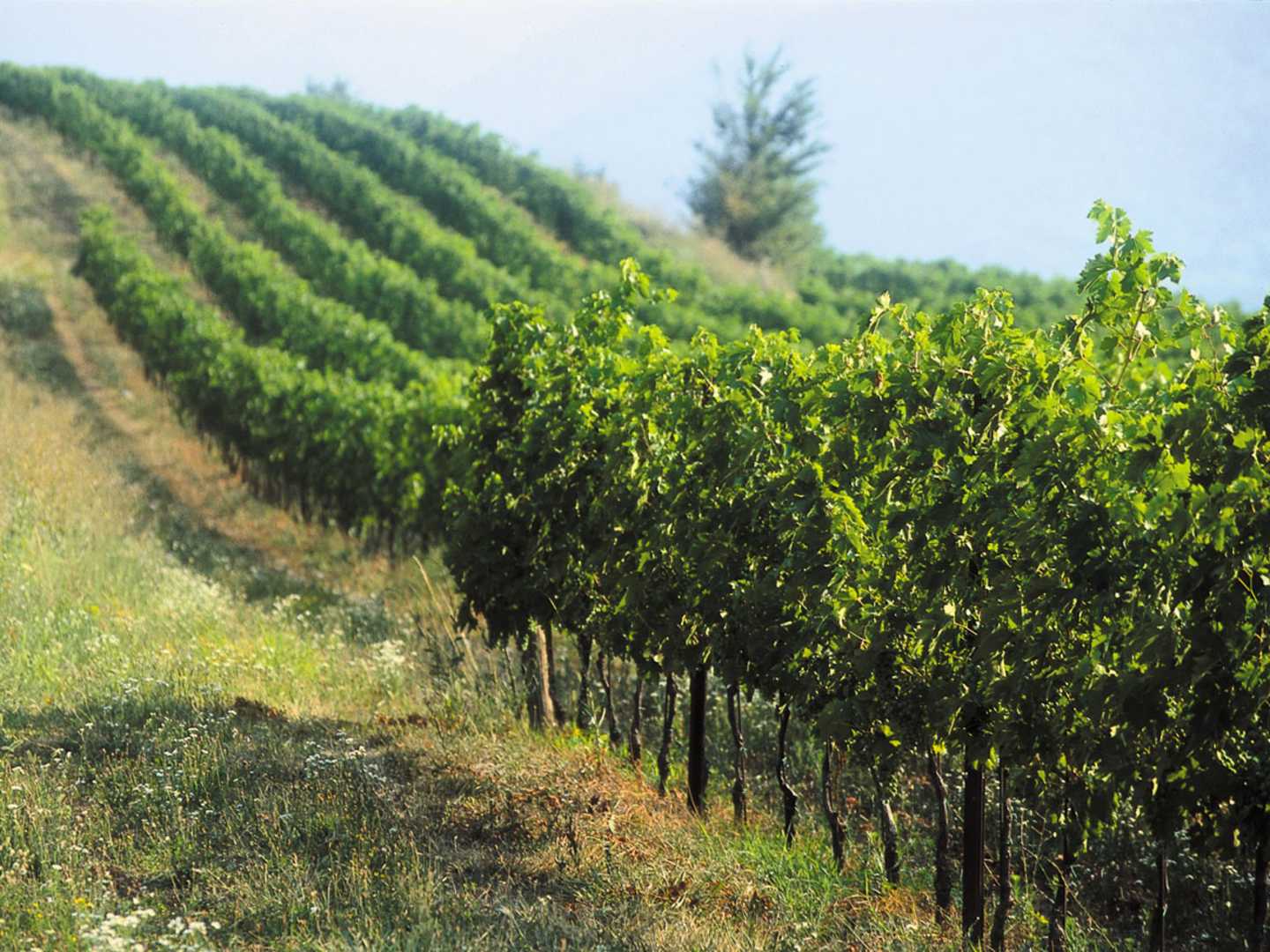 Amarone_viinitarhaa_Pasqualla